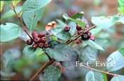 Aronia prunifolia 'Aron' Aronia prunifolia 'Aron'