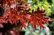 Vaccinium arctostaphylos