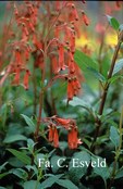 Phygelius rectus 'African Queen' Phygelius rectus 'African Queen'