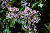 Kalmia latifolia 'Quinnipiac'
