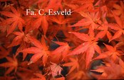 Acer palmatum 'Pine Bark'