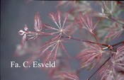 Acer palmatum 'Sumi shidare'