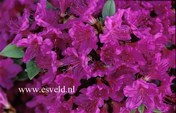 Azalea 'Koenigstein'