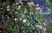 Vaccinium oxycoccus
