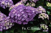 Hydrangea macrophylla 'Marie Claire'
