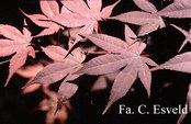 Acer palmatum 'Goten nomura'