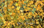 Betula lenta ssp. uber