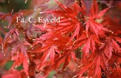 Acer palmatum 'Mure hibari'
