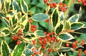 Ilex altaclerensis 'Belgica Aurea'