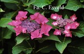 Hydrangea macrophylla 'Flamingo'