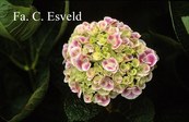Hydrangea macrophylla 'Sensation 75' (syn. 'Harlequin')