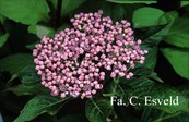 Hydrangea macrophylla 'Edouard Avdeew'