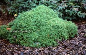 Picea abies 'Gregoryana'
