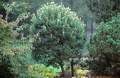 Ligustrum japonicum 'Korean Dwarf'