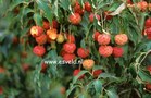 Cornus kousa 'Grossblumig spaet'