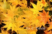 Acer palmatum 'Genshu yama'
