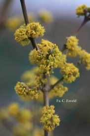cornus mas gold cornus mas gold