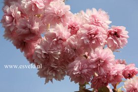 Prunus 'Kiku-shidare-zakura'