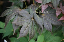 Acer palmatum 'Nomura kohyoh'
