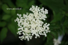 Sambucus nigra 'Korsor'