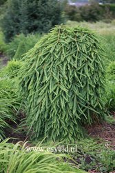 Picea abies 'Frohburg'