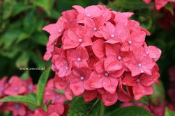 Hydrangea macrophylla 'Vorster Fr&uuml;hrot'