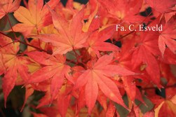 Acer palmatum 'Kibune'