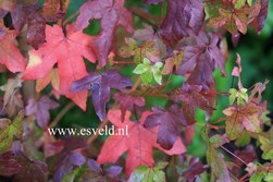 Liquidambar styraciflua 'Golden Sun'