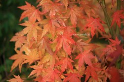 Acer palmatum 'Nukata'