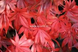 Acer palmatum 'Westonbirt Red' Acer palmatum 'Westonbirt Red'