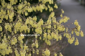 Corylopsis sinensis