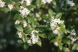Osmarea