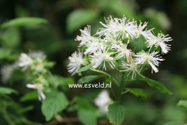 Neviusia