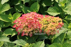 Hydrangea macrophylla 'Leuchtfeuer'