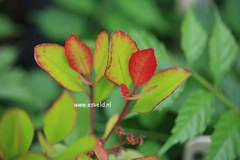 Rhaphiolepis delacourii 'Coates Crimson'