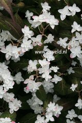 Hydrangea macrophylla 'Shiro tae'