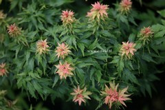Acer palmatum 'Hupp's Dwarf'