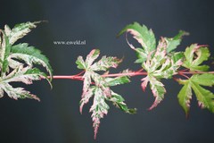 Acer palmatum 'Tsuru no mai'