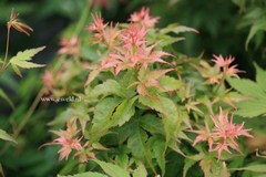Acer palmatum 'Ryuzu'