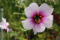 Lavatera maritima