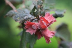 Corylus avellana 'Rode Zellernoot'