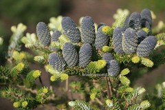 Abies koreana 'Luminetta'