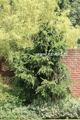 Picea abies 'Cranstonii'