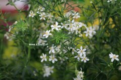 Choisya ternata 'White Dazzler'