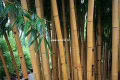 Phyllostachys vivax 'Aureocaulis'