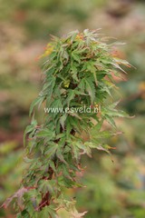 Acer palmatum 'Miss Piggy'