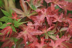 Acer palmatum 'Isobel'