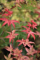Acer palmatum 'Melanie'