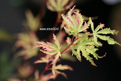 Acer palmatum 'Ginga'