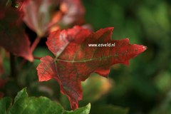 Acer rubrum 'Karpick'